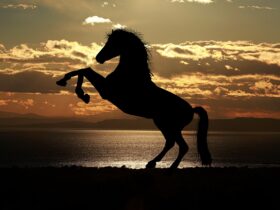 horse, sunset, silhouette
