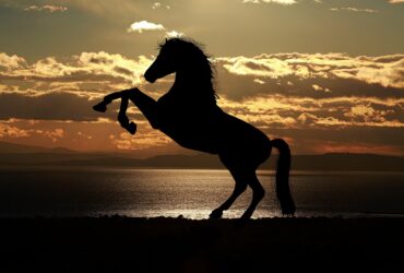 horse, sunset, silhouette