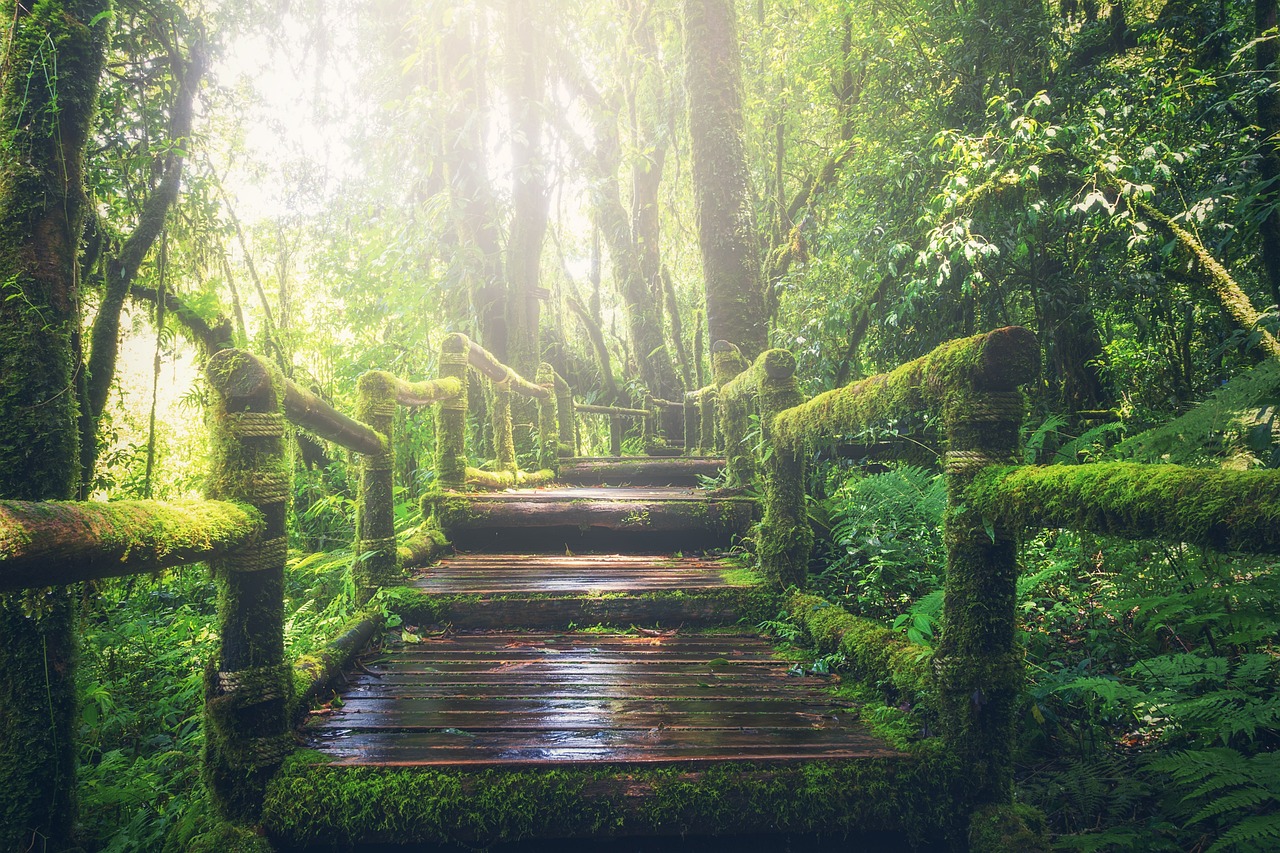 jungle, pathway, steps