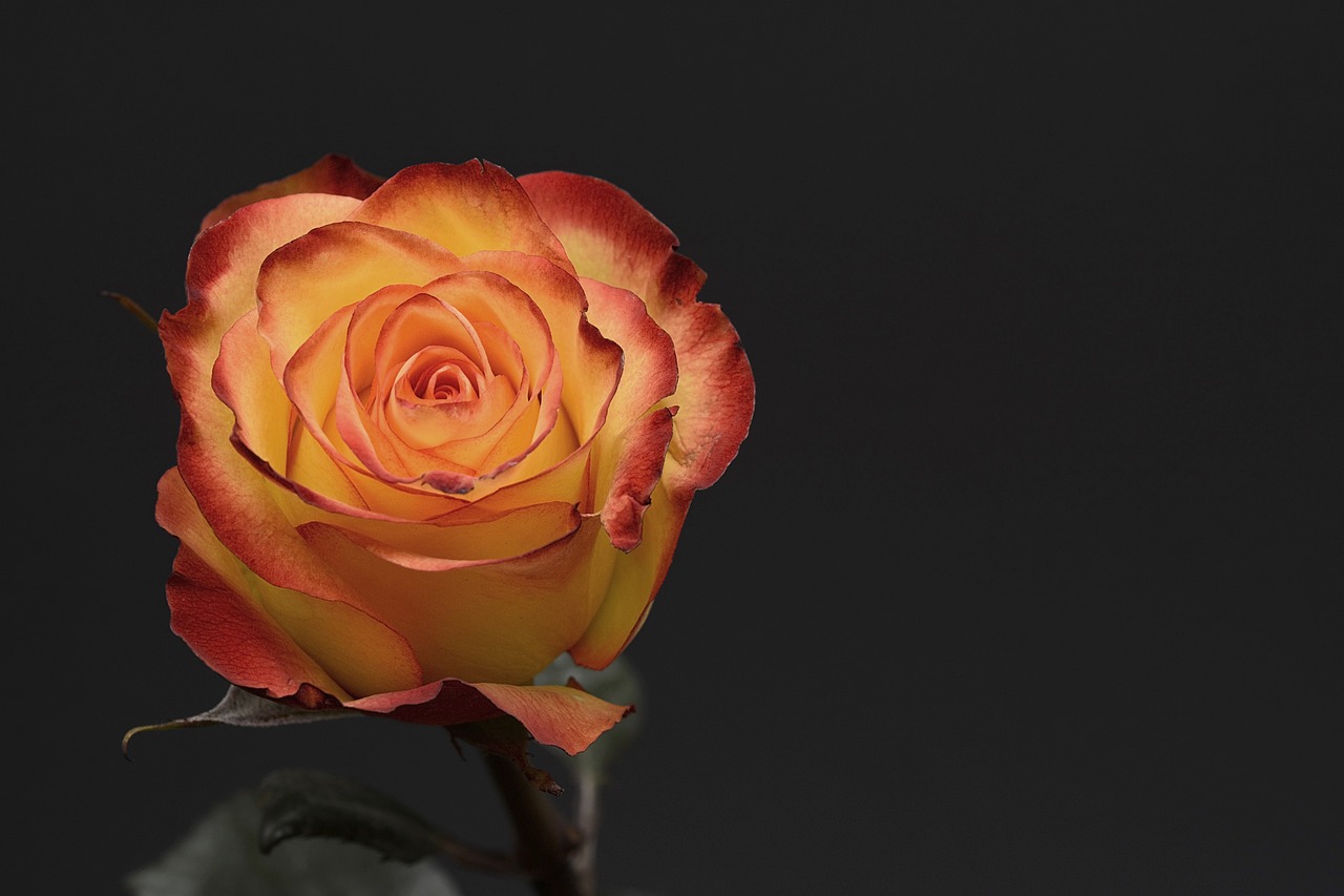 rose, flower, petal