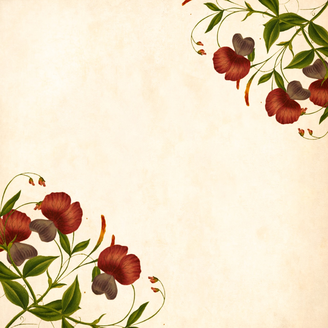flower, background, instagram logo
