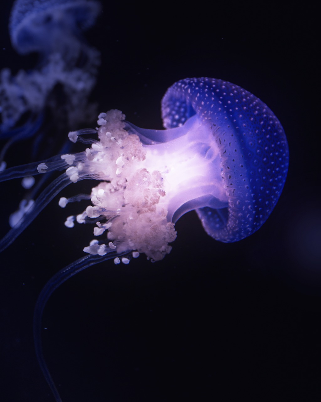 jellyfish, tentacles, animal