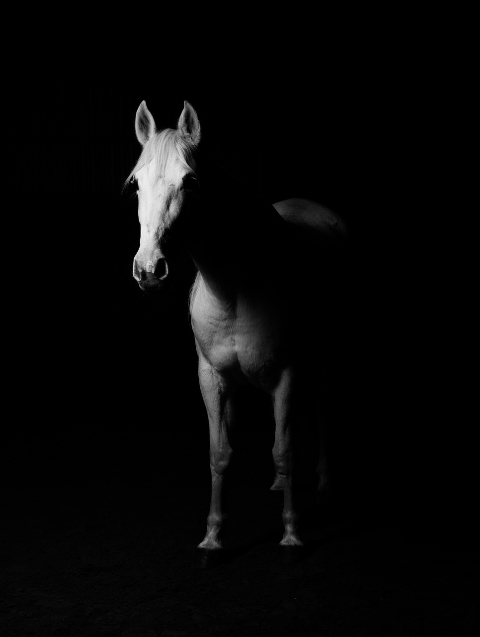 horse, white horse, shadows