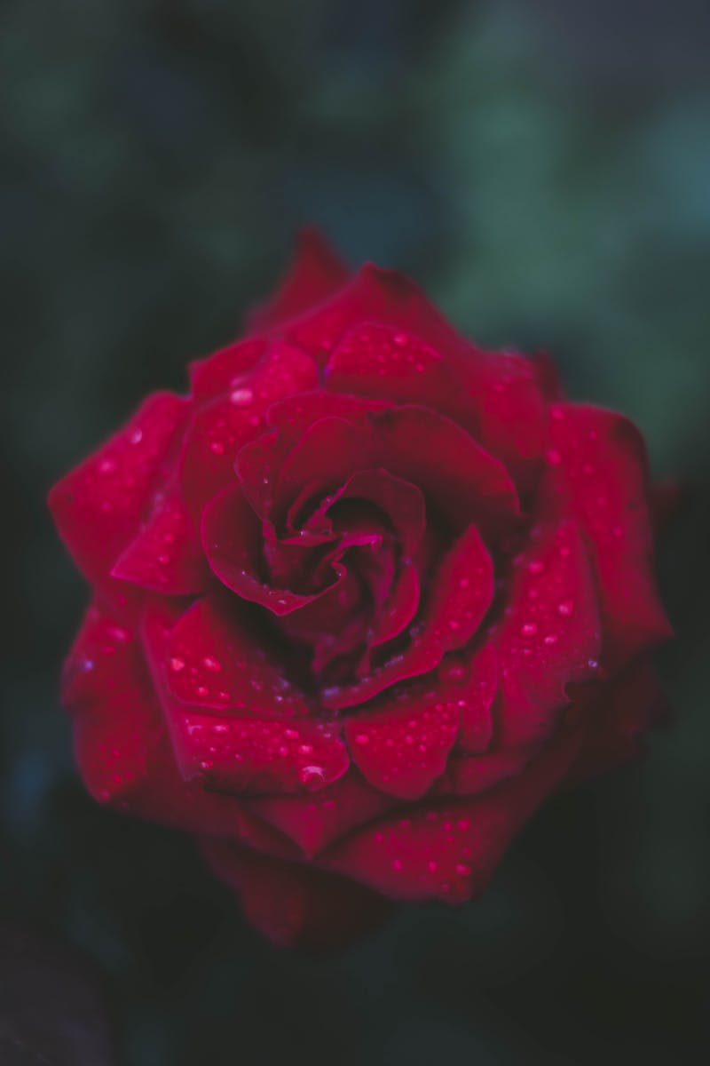 Selective Focus Photography of Red Rose
