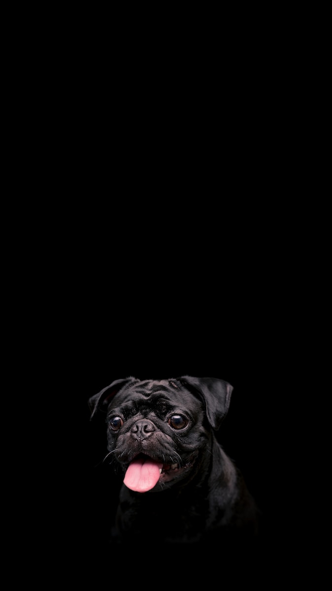 a black pug dog with its tongue hanging out