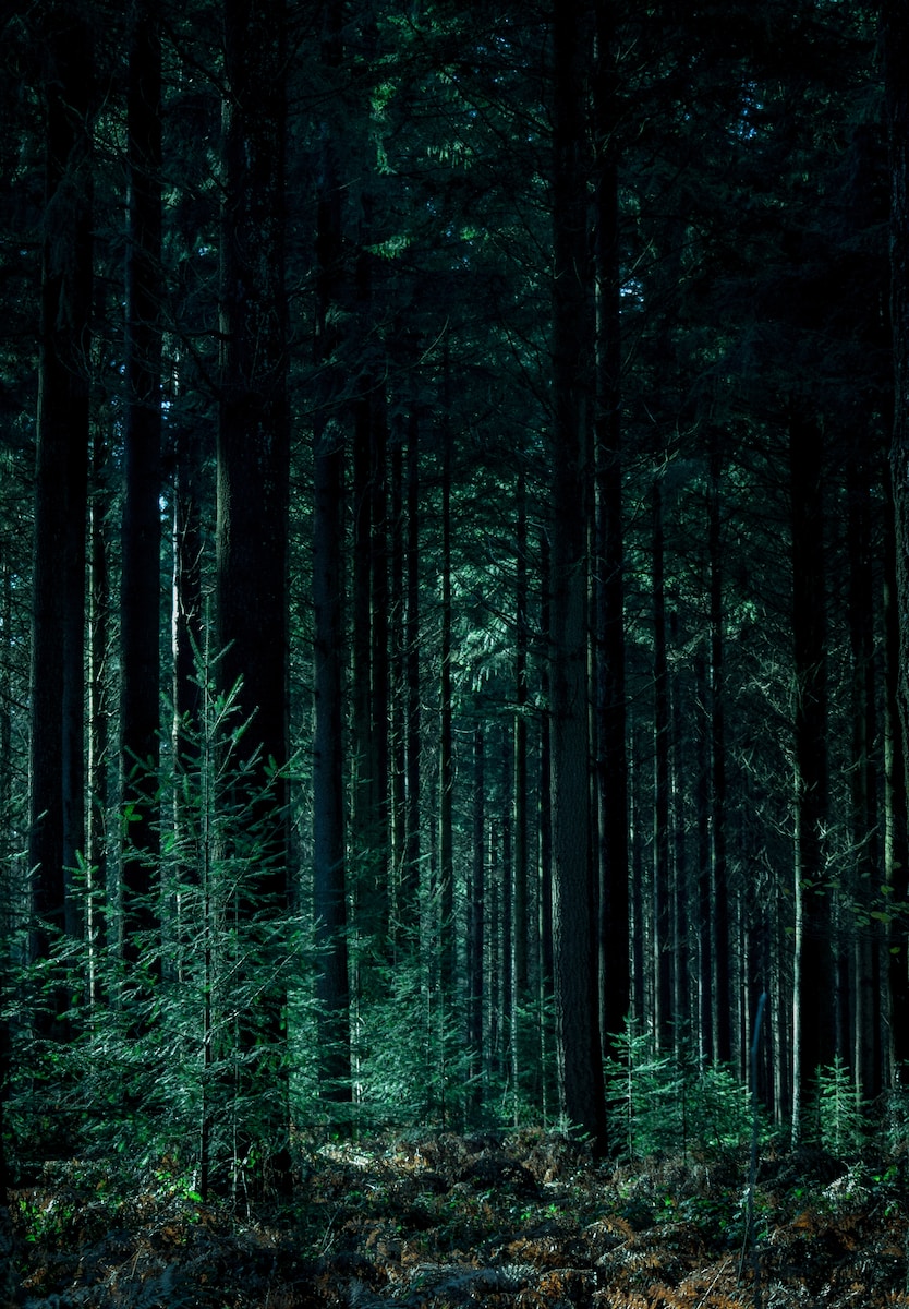 landscape photography of forest