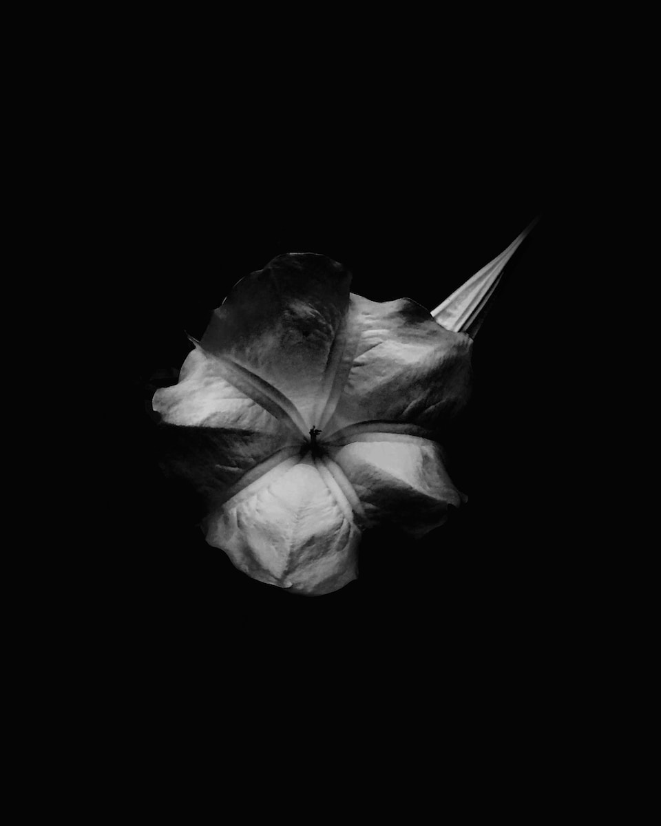 grayscale photo of a leaf