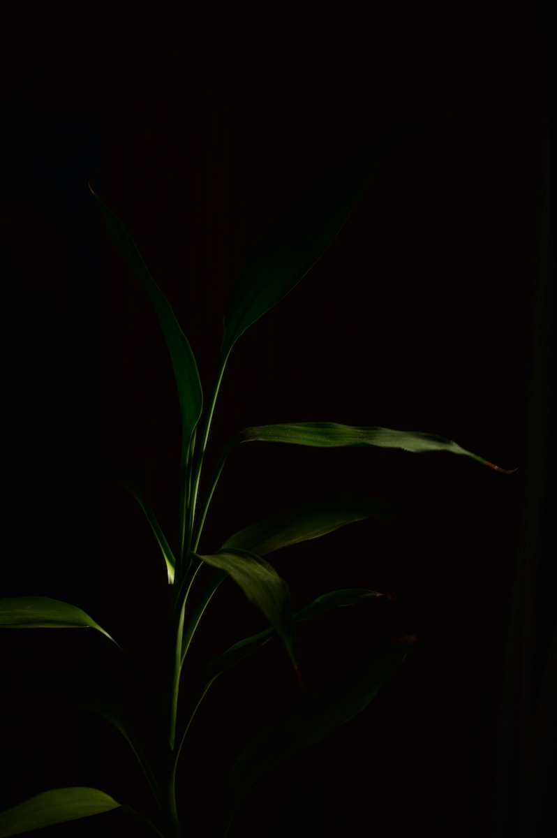 a plant in a dark room with a black background