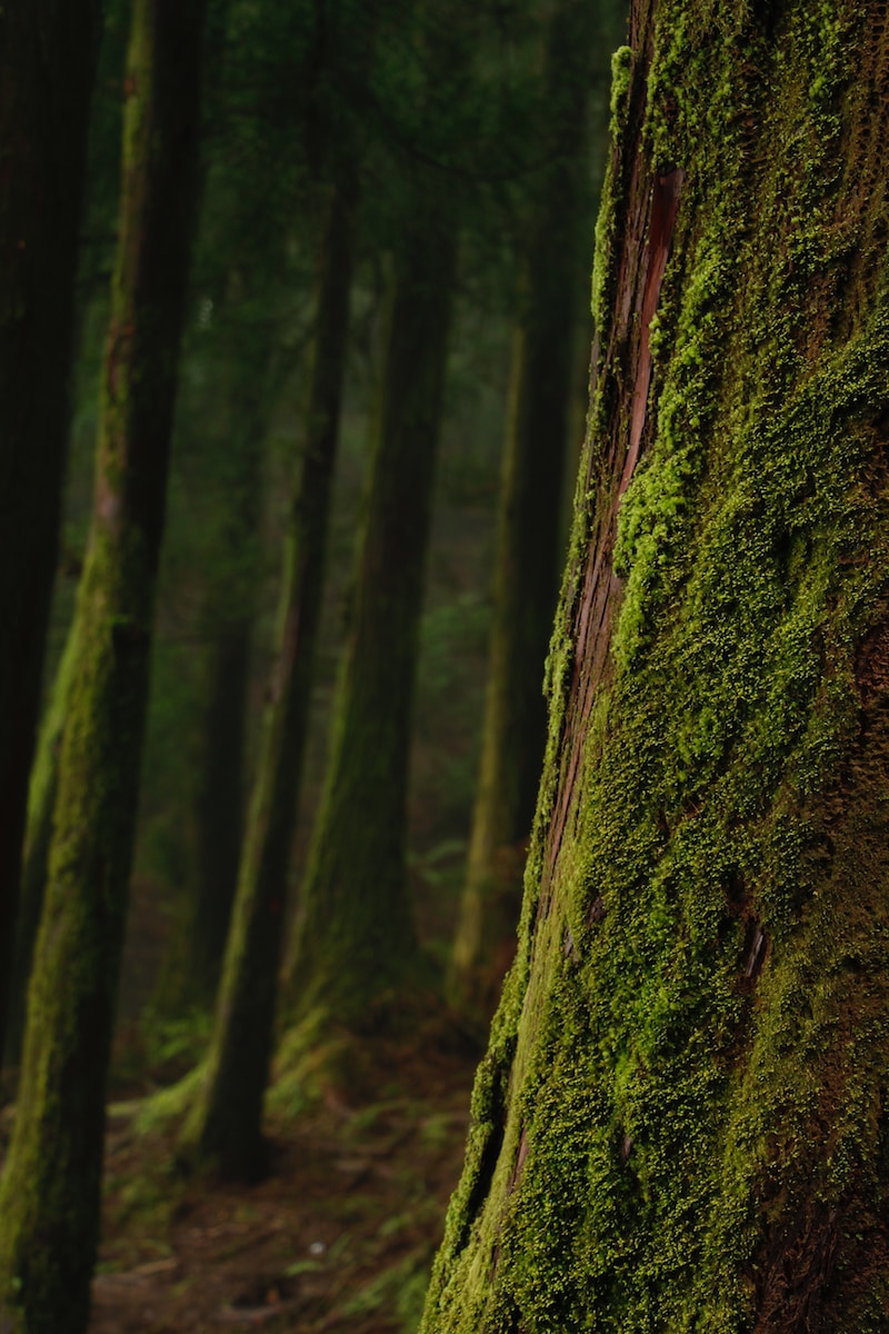 moss on trees in shallow focus photography