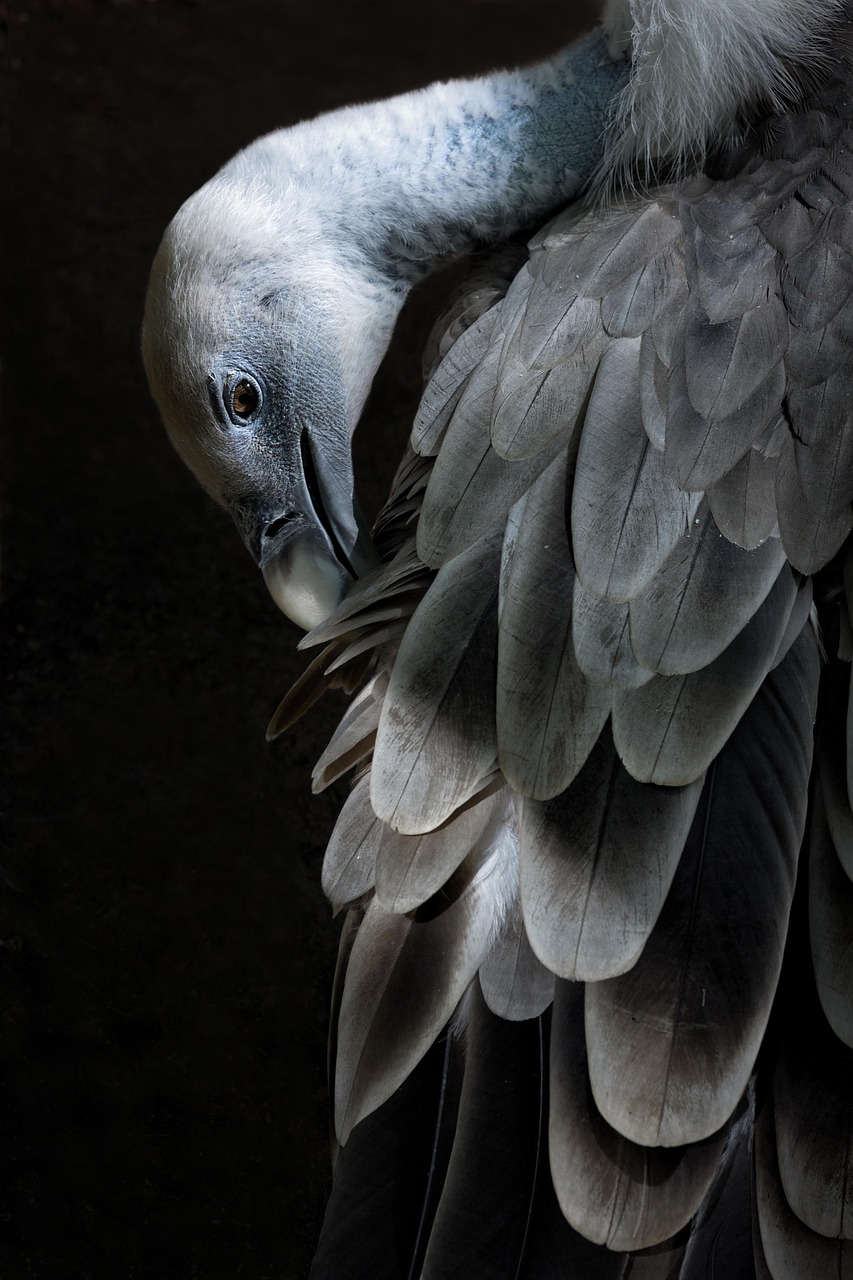 bird, vulture, feathers