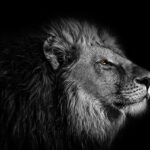 wallpaper, background, lion