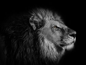 wallpaper, background, lion