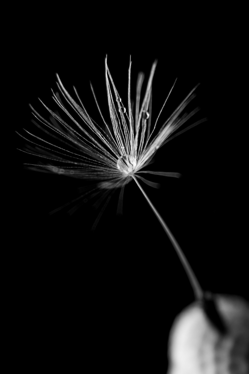 dandelion, waterdrop, wet