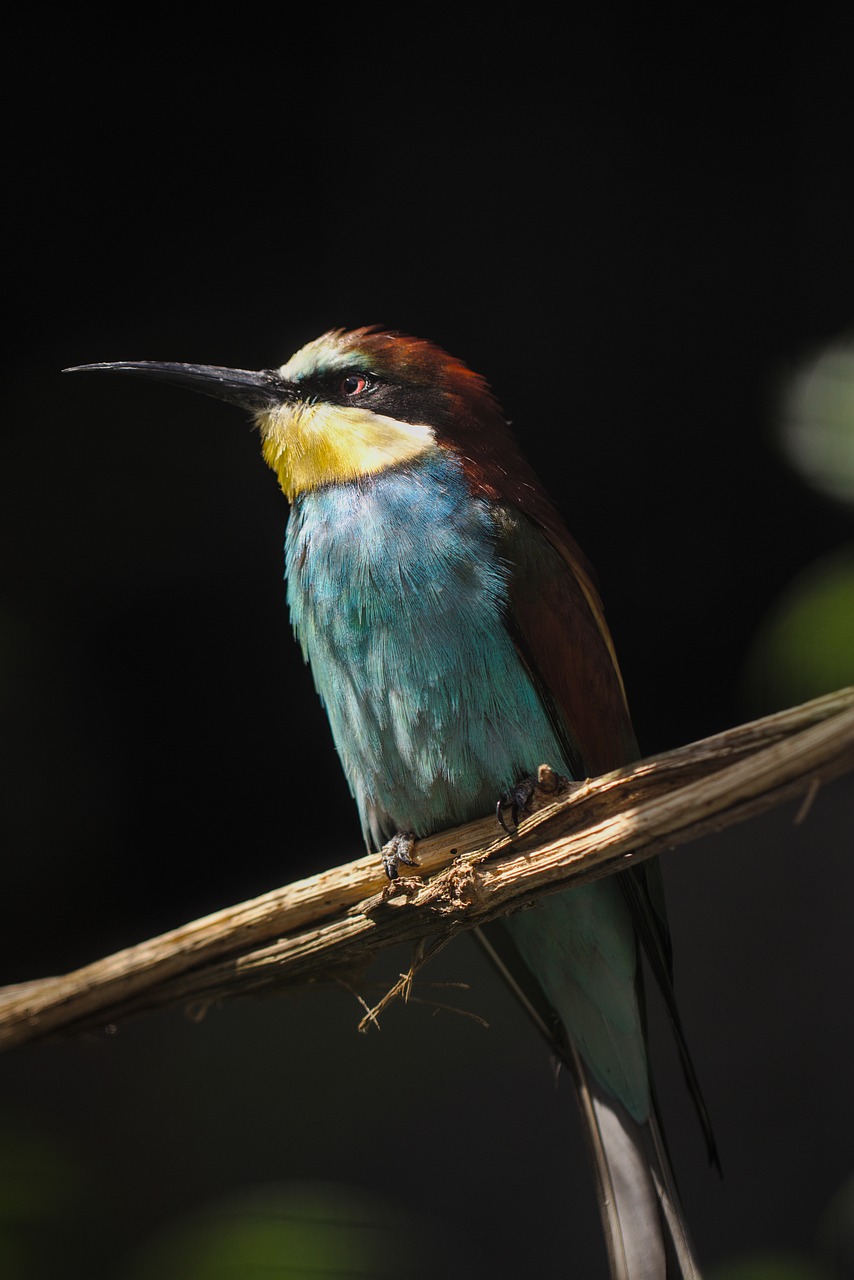 bird, european bee eater, plumage