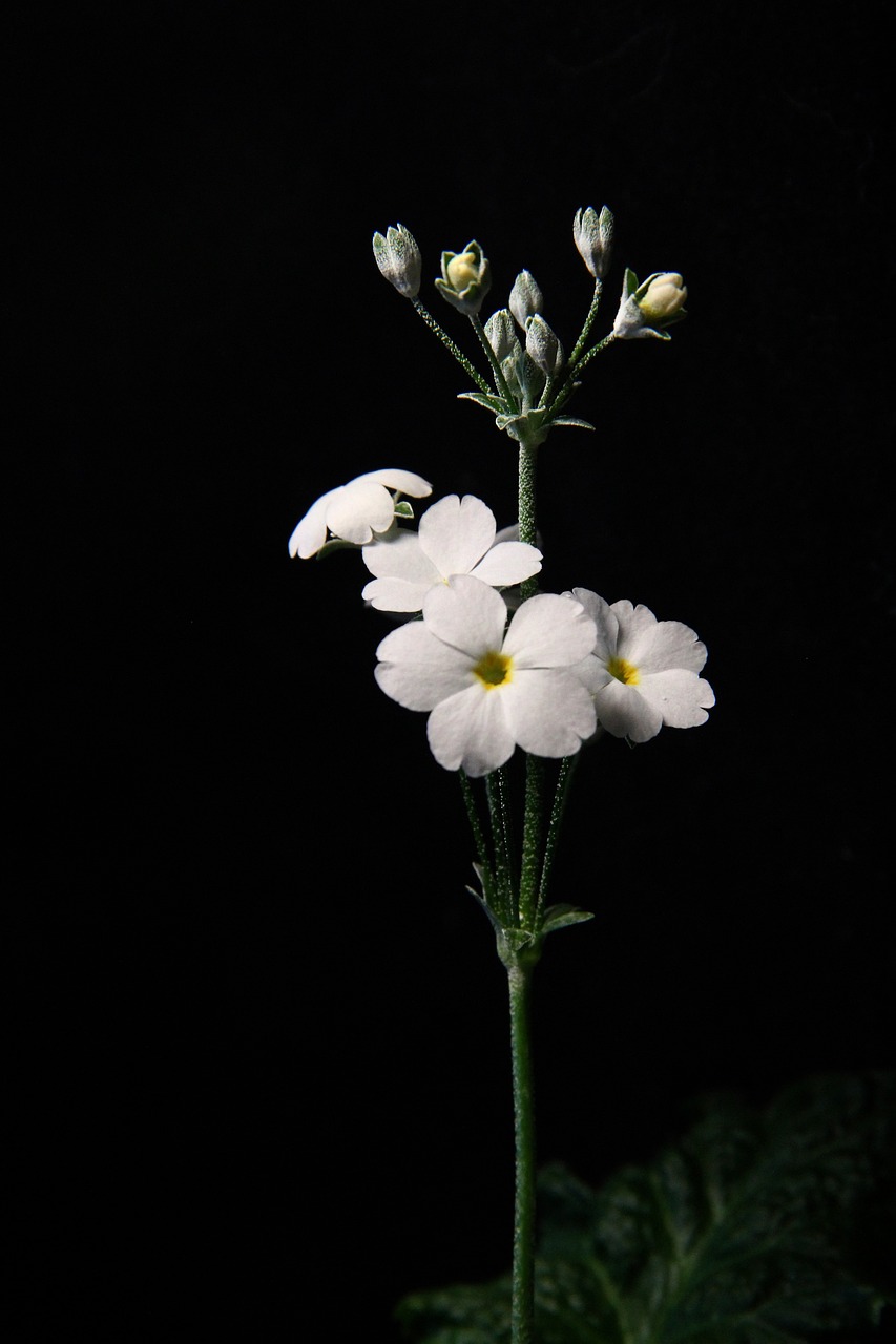 white flowers, flower background, flowers