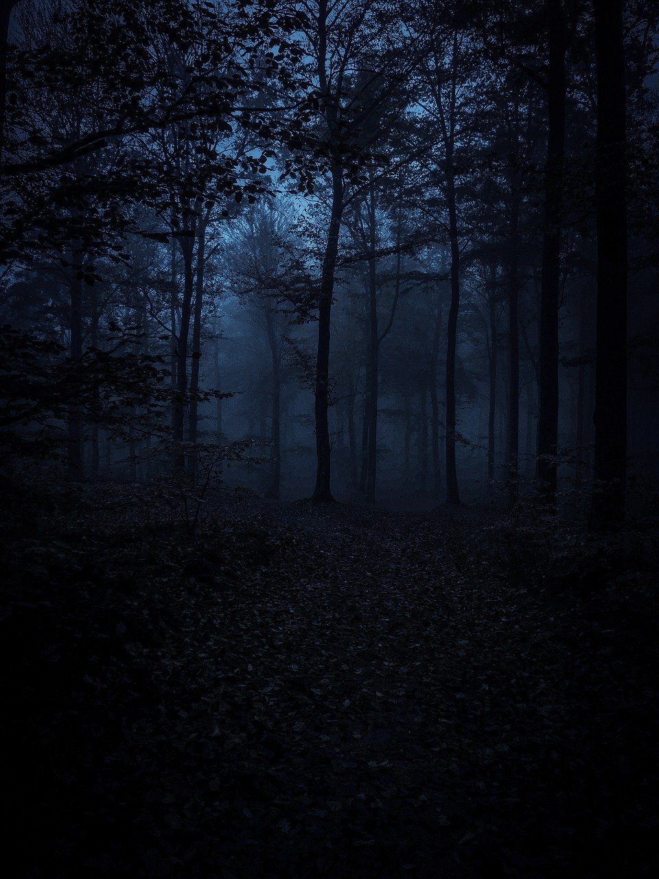 forest, darkness, trees