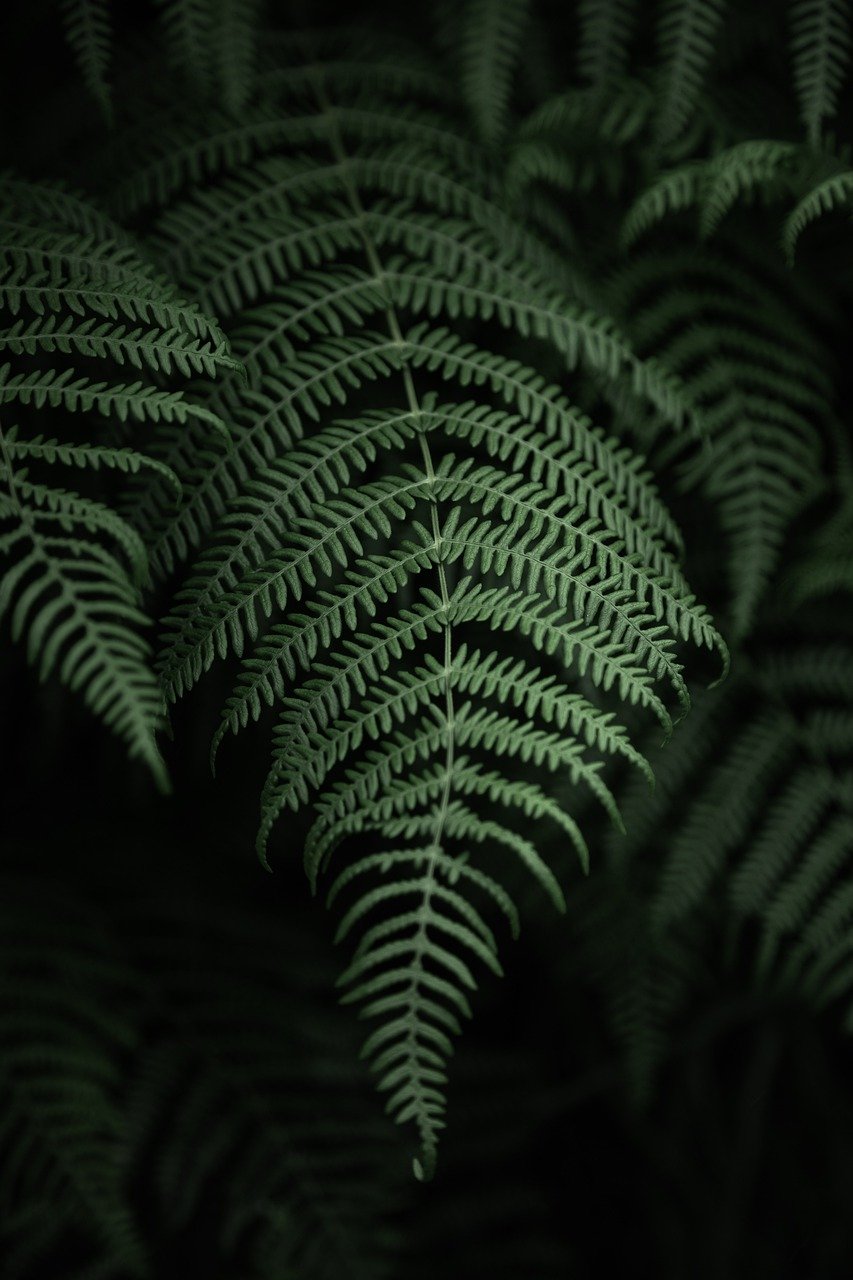 fern, nature, flower