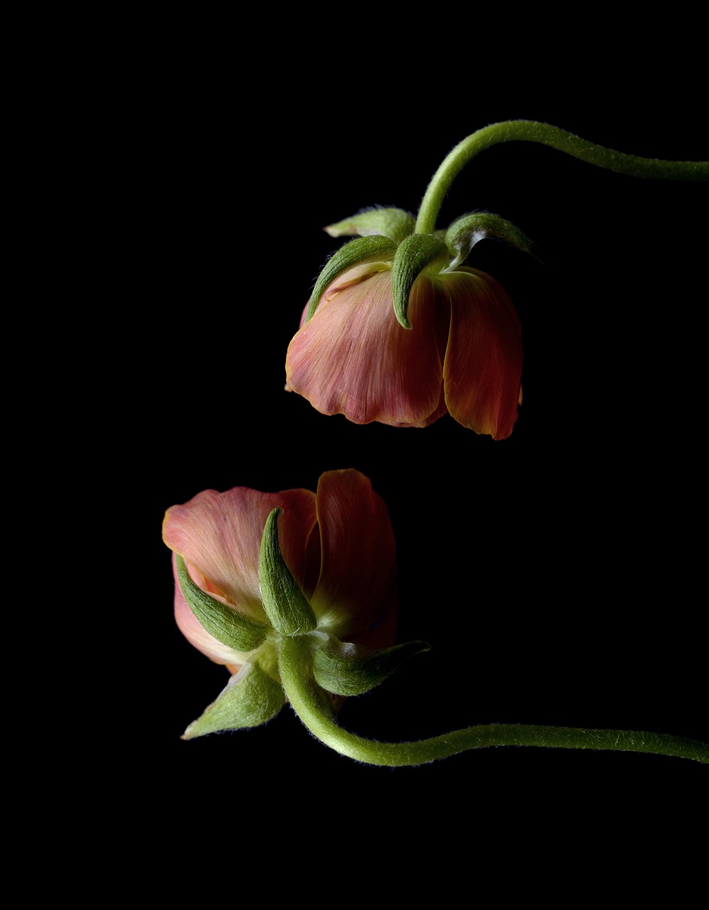 ranunculus, flowers, dark